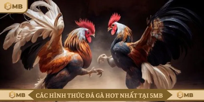 Các hình thức đá gà HOT nhất tại sảnh cược của nhà cái 5MB